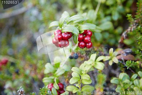 Image of Cowberry in wood close up