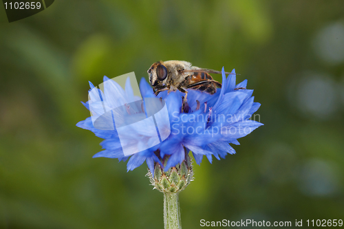 Image of Fly like a bee on blue cornflower