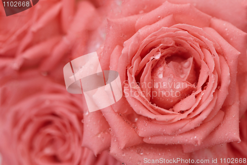 Image of Roses with drops on petals - background