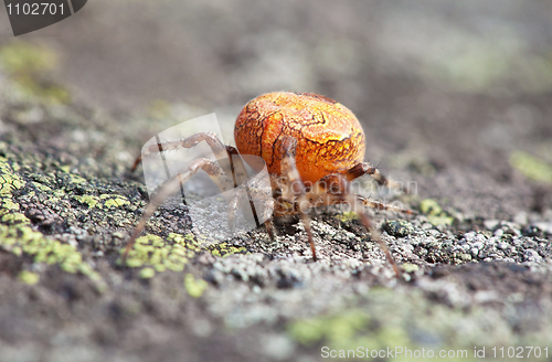 Image of Orange spider sits on rock