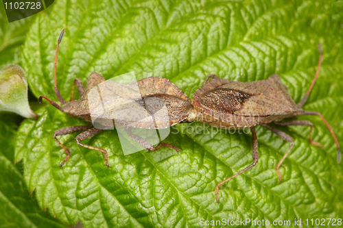 Image of Two bugs copulating on leaf