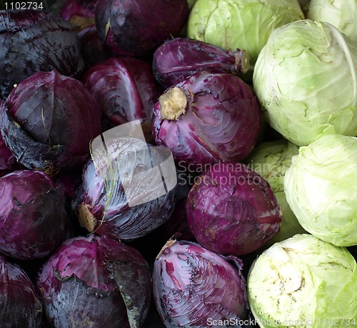 Image of cabbage 