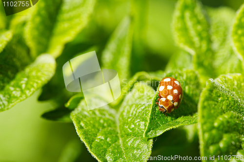 Image of Brown ladybug on leaves of potato