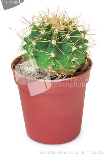 Image of Small round cactus in pot
