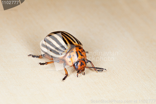 Image of Colorado beetle crawling