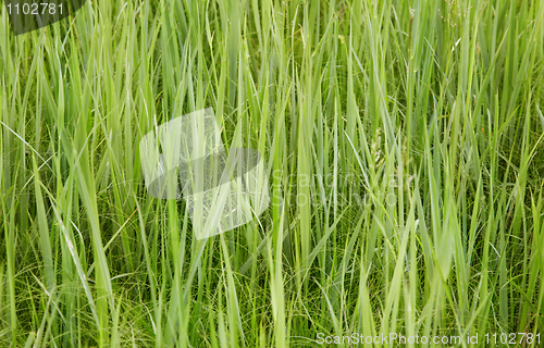 Image of Green forage grasses - background