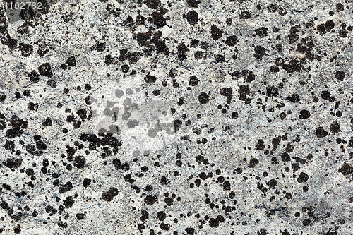 Image of Lichen covers surface of stone