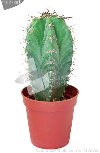Image of Cactus in a pot isolated on white background