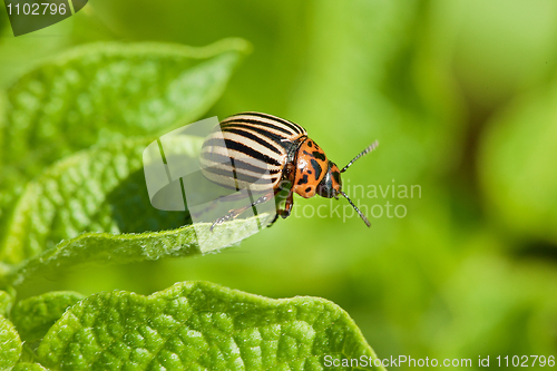 Image of Colorado beetle intends to fly from potato leaf