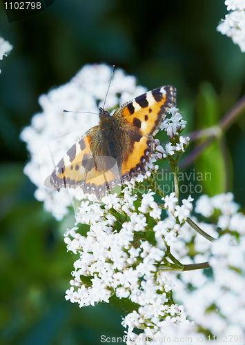 Image of Aglais urticae