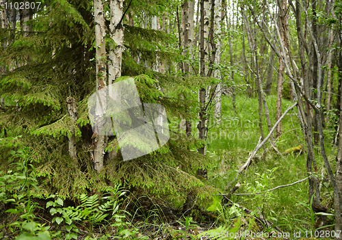 Image of Mixed Northern Forest - spruce and birch