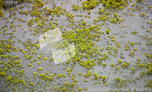 Image of Water and moss