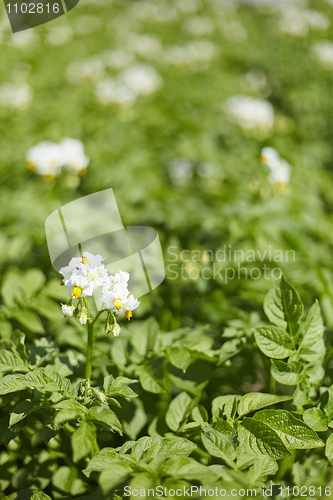 Image of Potatoes field - flowering period