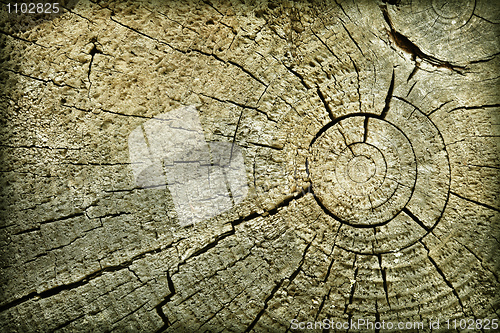 Image of Butt of old log with cracks