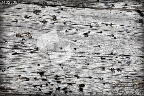 Image of Surface of gray old wood with holes