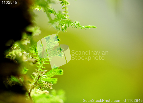 Image of leaf background
