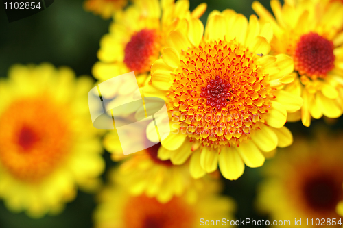 Image of yellow flower close up