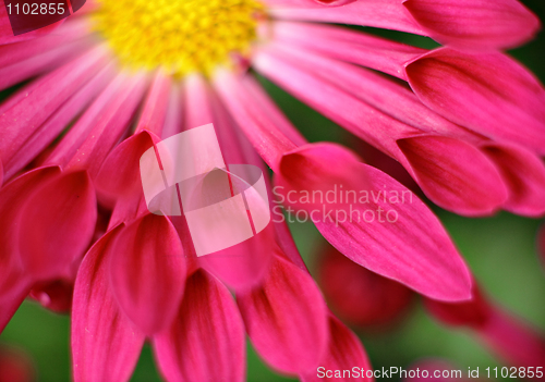 Image of flower closeup