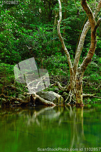 Image of water in forest