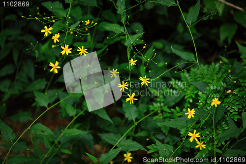 Image of yellow flower