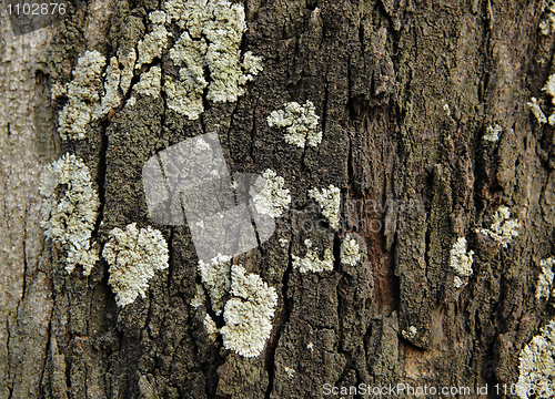 Image of Lichen on wood surface