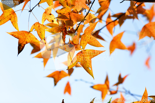 Image of autumn leaves