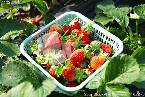 Image of Fresh picked strawberries
