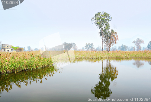 Image of Wetland