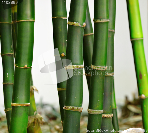 Image of bamboo