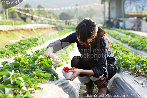 Image of girl pick strawberry for fun in farm