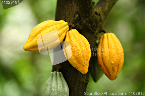 Image of Cocoa pods