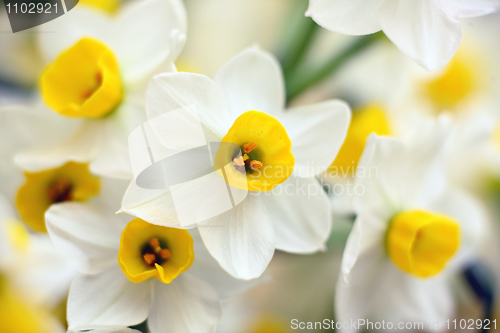 Image of narcissus flowers