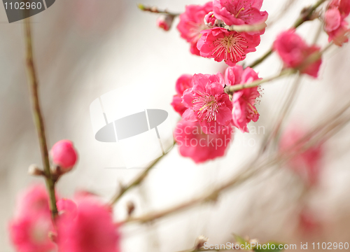 Image of cherry blossoms for chinese new year