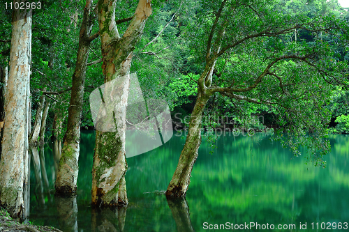 Image of tree in water