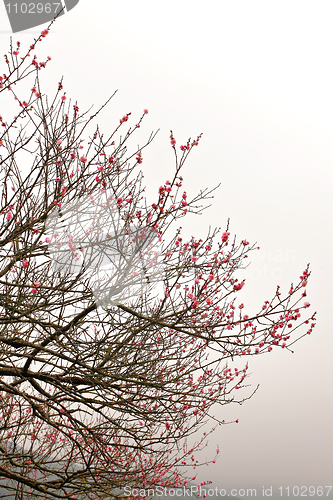 Image of Sakura spring blossoms