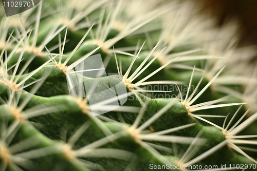 Image of cactus close up