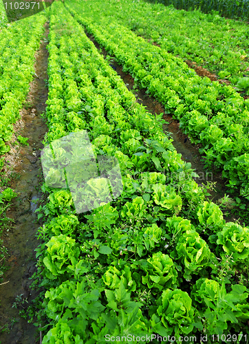 Image of Cultivated land