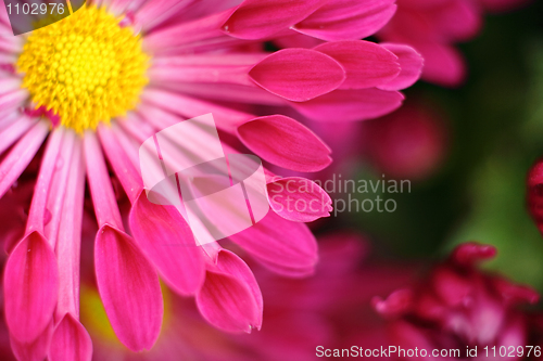 Image of red flower macro