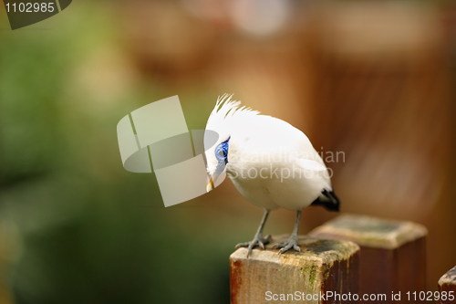 Image of Bali Starling