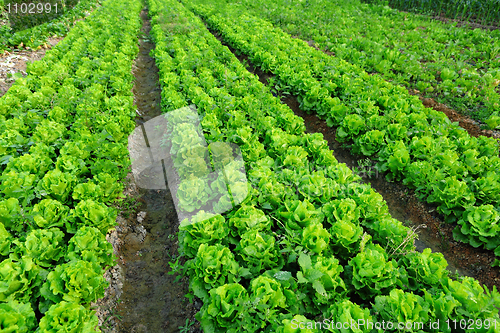 Image of vegetable field