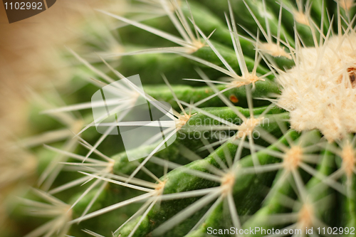 Image of cactus close up