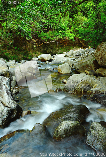 Image of water spring in forest