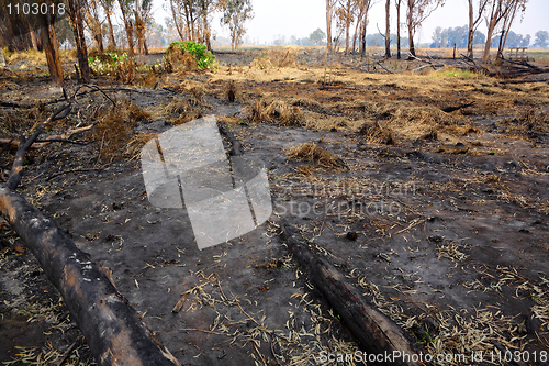 Image of forest after fire