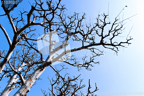 Image of winter tree