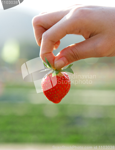 Image of hand pick strawberry