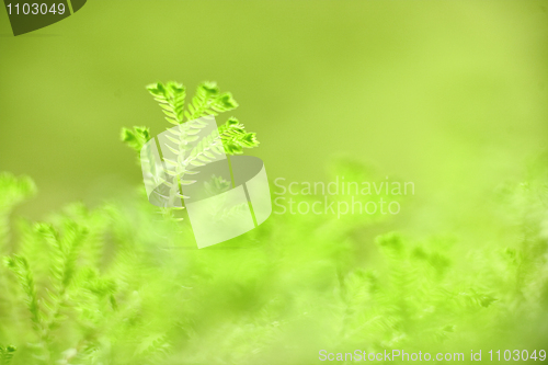 Image of grass close up in morning