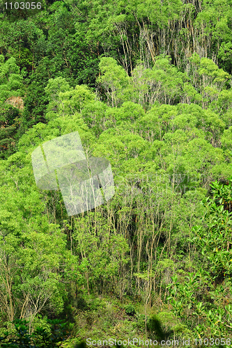 Image of jungle in morning