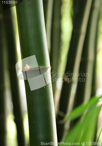 Image of bamboo
