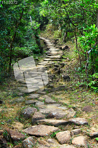 Image of Forest road