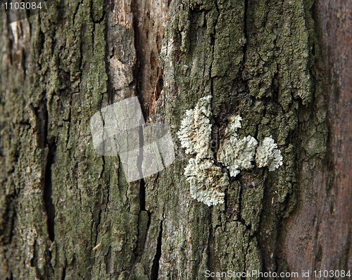 Image of Lichen on wood surface